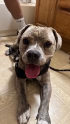 Found/Stray Male Dog last seen W Highland Ave & N E St, San Bernardino, CA 92405