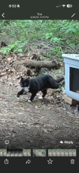 Found/Stray Unknown Cat last seen amity road and cambourne ct , Redland, MD 20877