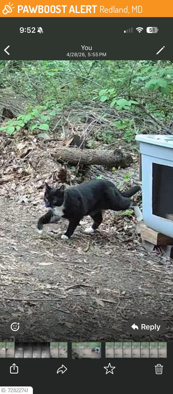 Found/Stray Unknown Cat last seen amity road and cambourne ct , Redland, MD 20877