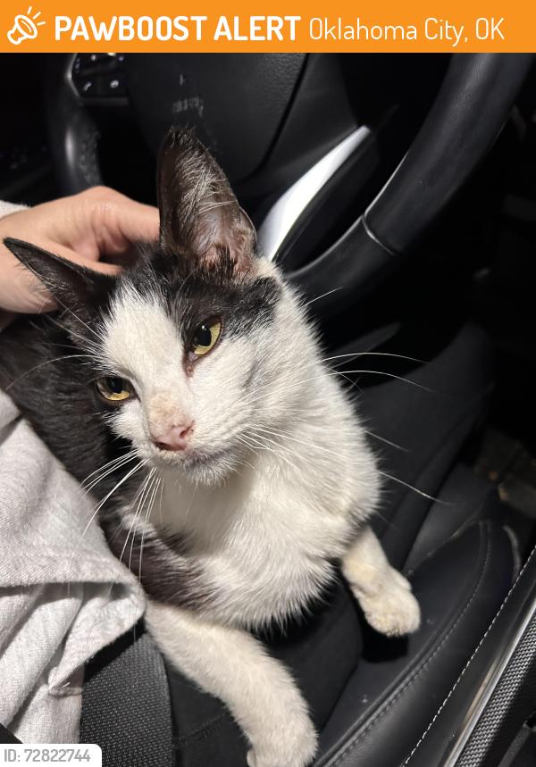 Found/Stray Female Cat last seen I-240 & Shields Blvd , Oklahoma City, OK 73149