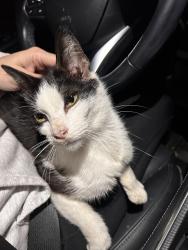 Found/Stray Female Cat last seen I-240 & Shields Blvd , Oklahoma City, OK 73149