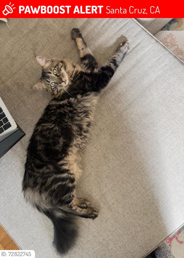 Lost Male Cat last seen Little acorns preschool, Santa Cruz, CA 95062