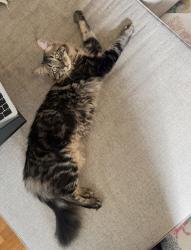 Lost Male Cat last seen Little acorns preschool , Santa Cruz, CA 95062