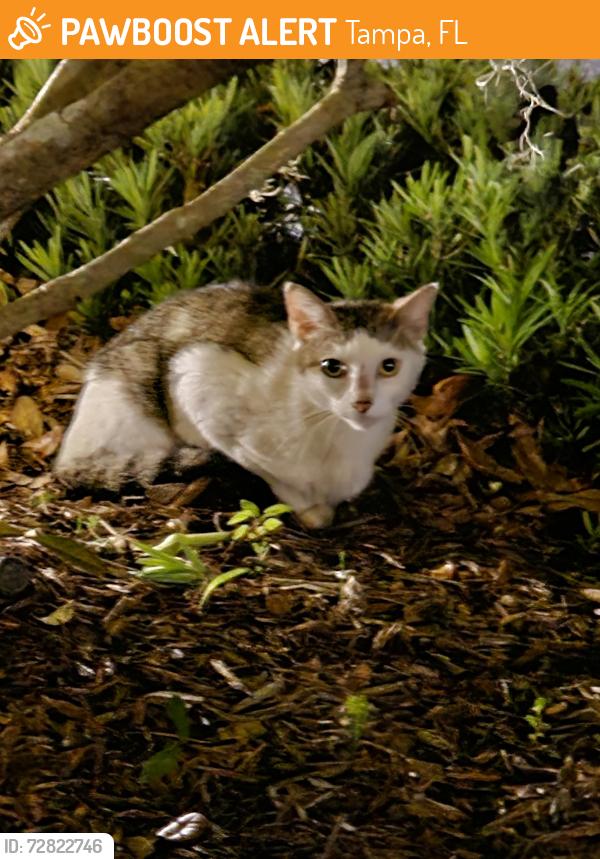 Found/Stray Unknown Cat last seen The Preserve in West Meadows , Tampa, FL 33647