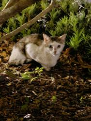 Found/Stray Unknown Cat last seen The Preserve in West Meadows , Tampa, FL 33647