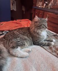 Lost Male Cat last seen Meadow Glenn dr ,Williamsburg , Ohio , Sterling Township, OH 45176