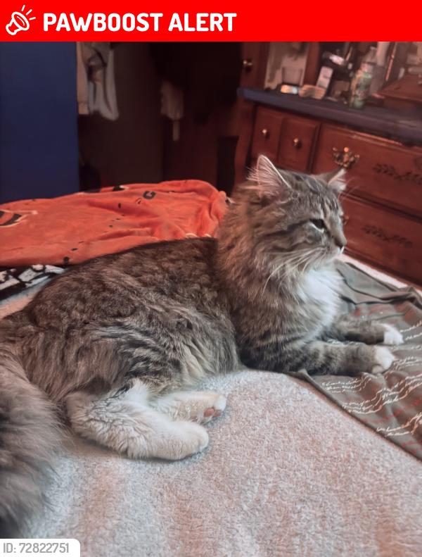 Lost Male Cat last seen Meadow Glenn dr ,Williamsburg , Ohio , Sterling Township, OH 45176