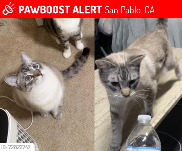 Lost Female Cat last seen Near lake st Sanpablo CA , San Pablo, CA 94806