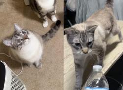Lost Female Cat last seen Near lake st Sanpablo CA , San Pablo, CA 94806