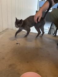 Found/Stray Unknown Cat last seen Aspen park apmts, Northglenn, CO 80233