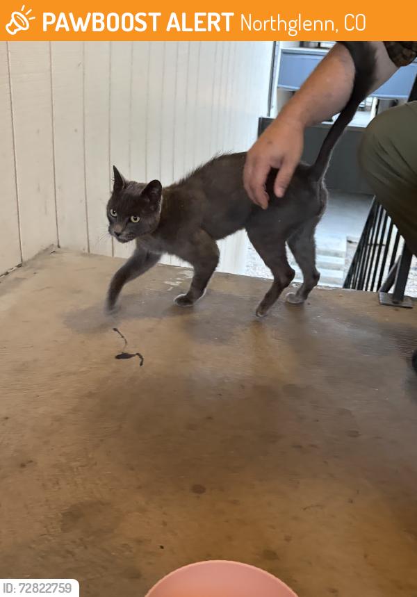 Found/Stray Unknown Cat last seen Aspen park apmts, Northglenn, CO 80233