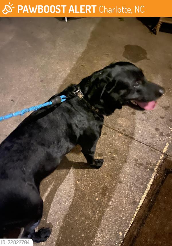 Found/Stray Male Dog last seen Ebb Place and Baker (Madison Park), Charlotte, NC 28210