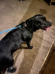 Found/Stray Male Dog last seen Ebb Place and Baker (Madison Park), Charlotte, NC 28210
