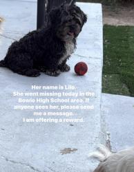 Lost Female Dog last seen Findley and san marcial, El Paso, TX 79905
