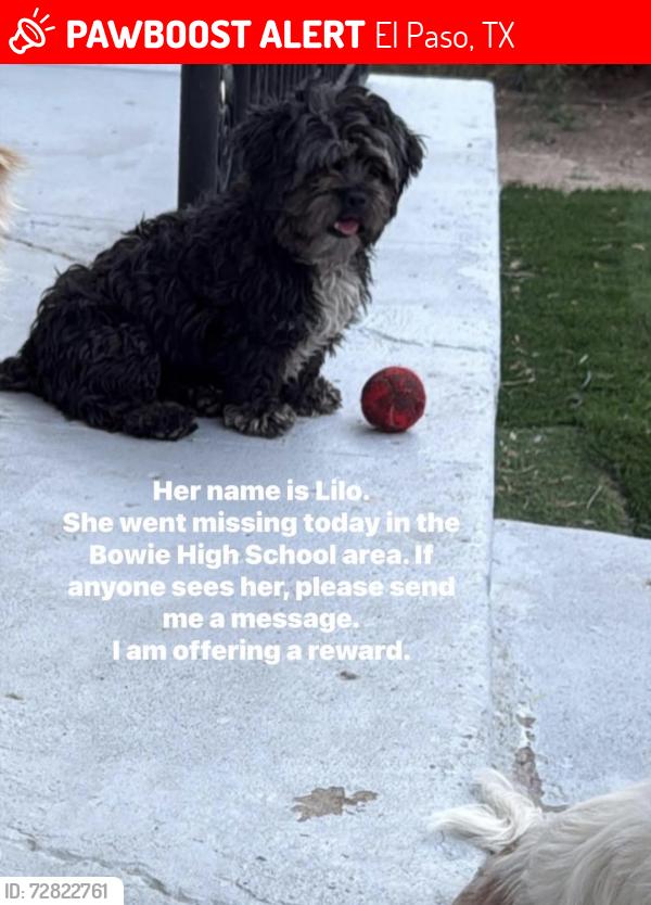 Lost Female Dog last seen Findley and san marcial, El Paso, TX 79905