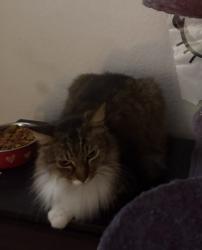 Lost Female Cat last seen Olive an brawley , Fresno, CA 93722