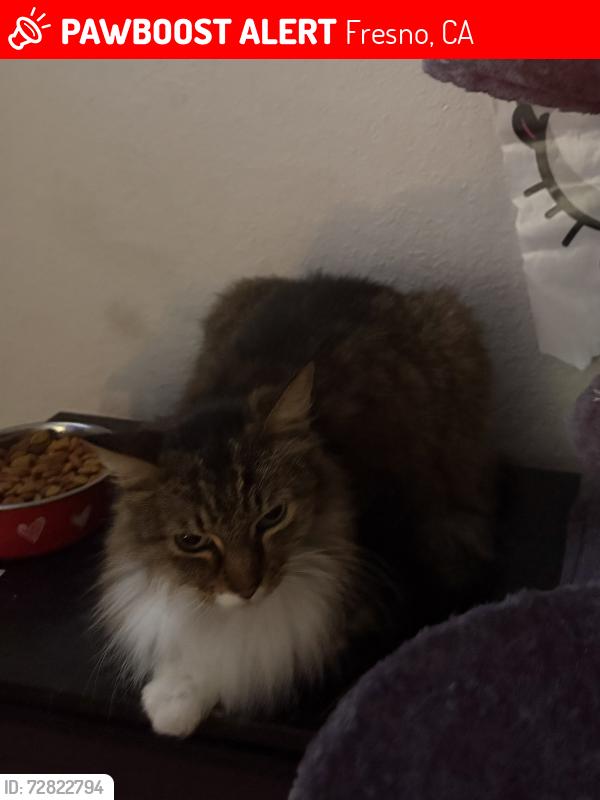 Lost Female Cat last seen Olive an brawley , Fresno, CA 93722