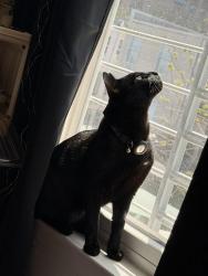 Lost Male Cat last seen Between brook and willis ave , The Bronx, NY 10454