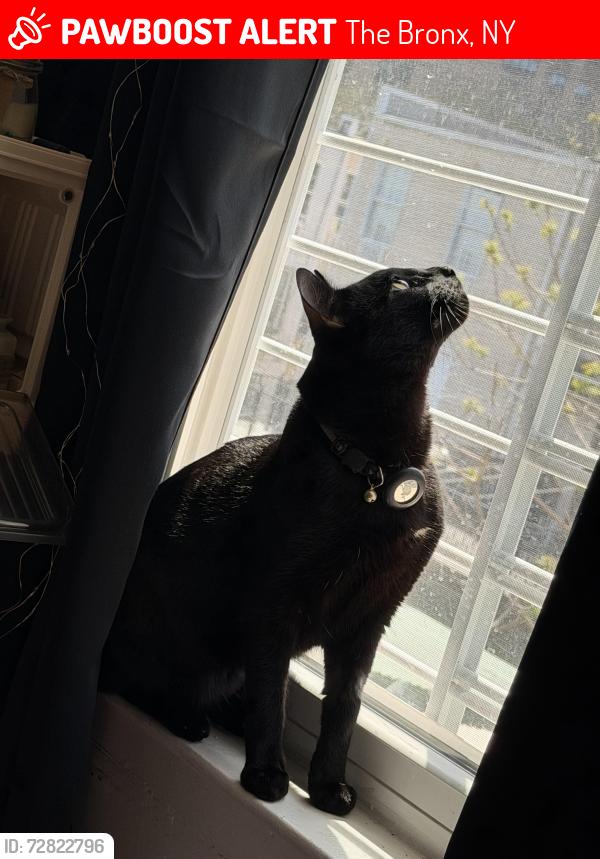 Lost Male Cat last seen Between brook and willis ave, The Bronx, NY 10454