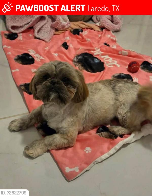 Lost Female Dog last seen Adenia Loop , Laredo, TX 78043