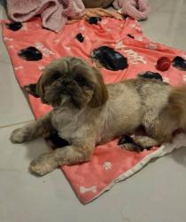 Lost Female Dog last seen Adenia Loop , Laredo, TX 78043