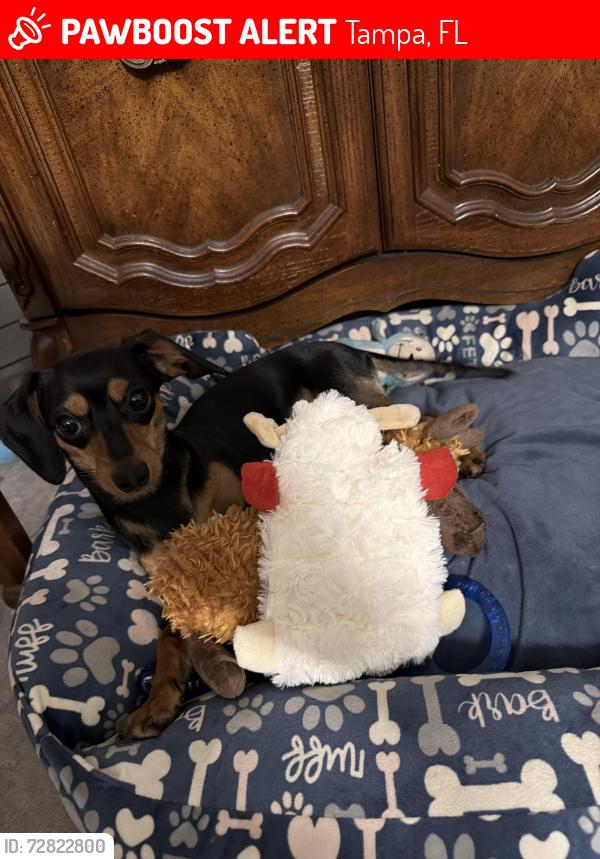 Lost Male Dog last seen Tampa , Tampa, FL 33634