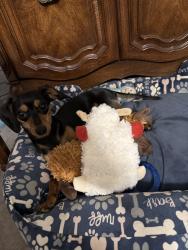 Lost Male Dog last seen Tampa , Tampa, FL 33634