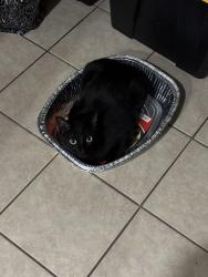 Lost Male Cat last seen Sundance Drive, Victoria, TX 77901