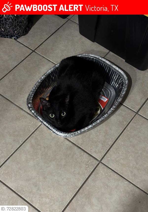 Lost Male Cat last seen Sundance Drive, Victoria, TX 77901
