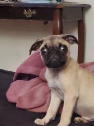 Lost Male Dog last seen Iowa and villa st, Riverside, CA 92507