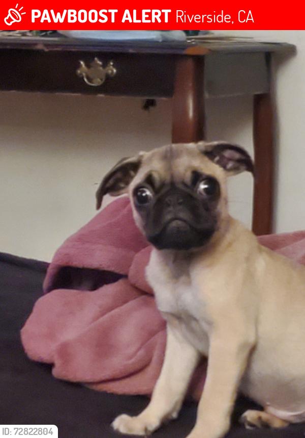 Lost Male Dog last seen Iowa and villa st, Riverside, CA 92507