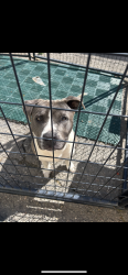 Found/Stray Male Dog last seen Trader Joe’s amd Safeway parking lot, Stockton, CA 95207