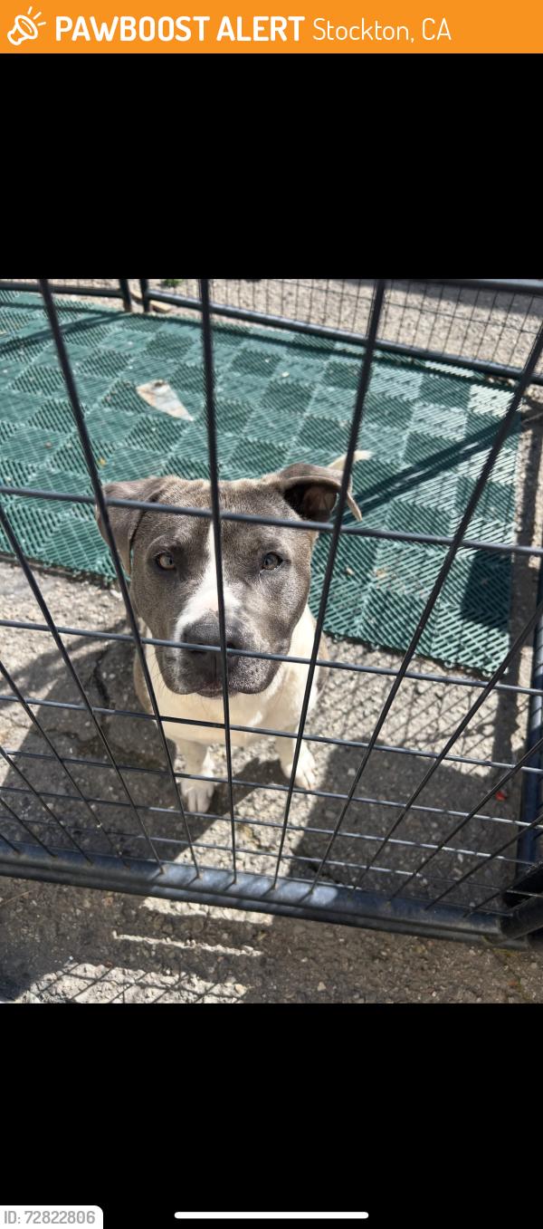 Found/Stray Male Dog last seen Trader Joe’s amd Safeway parking lot, Stockton, CA 95207