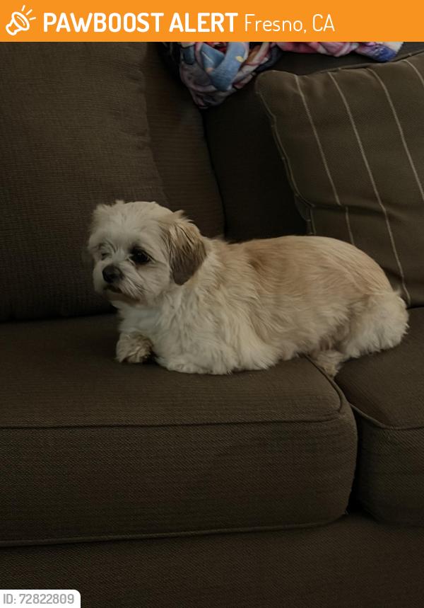 Found/Stray Male Dog last seen Near N Golden State Blvd 12, Fresno, CA 93704