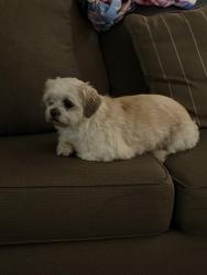 Found/Stray Male Dog last seen Near N Golden State Blvd 12, Fresno, CA 93704