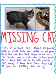 Lost Male Cat last seen Cherry, Oregon City, OR 97045