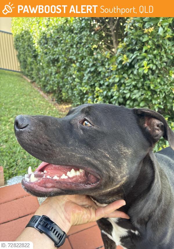 Found/Stray Male Dog last seen Near Anne st Southport Qld, Southport, QLD 4215