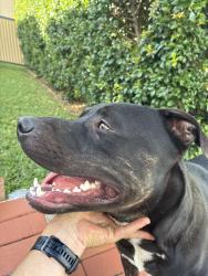 Found/Stray Male Dog last seen Near Anne st Southport Qld, Southport, QLD 4215