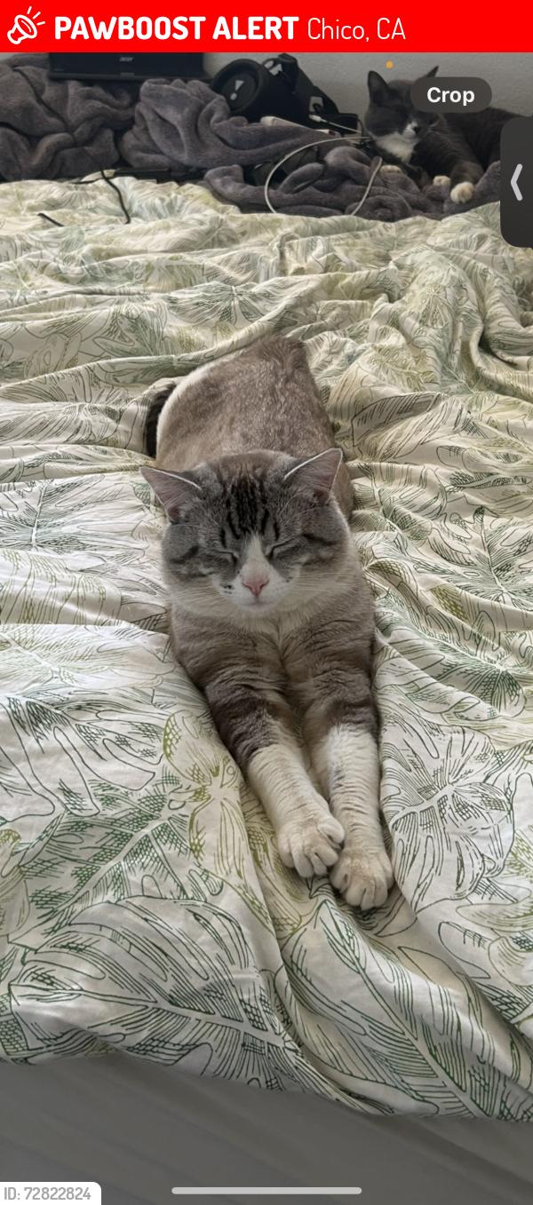Lost Male Cat last seen Ash st, oak st, Chico, CA 95928