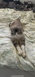 Lost Male Cat last seen Ash st, oak st, Chico, CA 95928