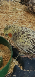 Lost Unknown Bird last seen Near s barland ave , Saint Francis, WI 53235