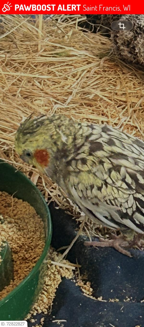 Lost Unknown Bird last seen Near s barland ave , Saint Francis, WI 53235