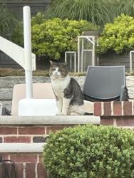 Found/Stray Unknown Cat last seen Morningside - N Pelham and Pineridge, Atlanta, GA 30324
