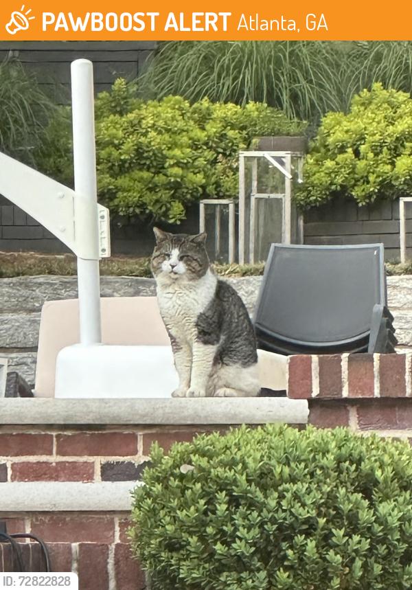 Found/Stray Unknown Cat last seen Morningside - N Pelham and Pineridge, Atlanta, GA 30324