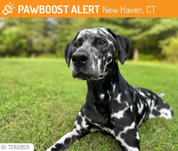 Found/Stray Unknown Dog last seen In front of health care building Cornell Scott , New Haven, CT 06511