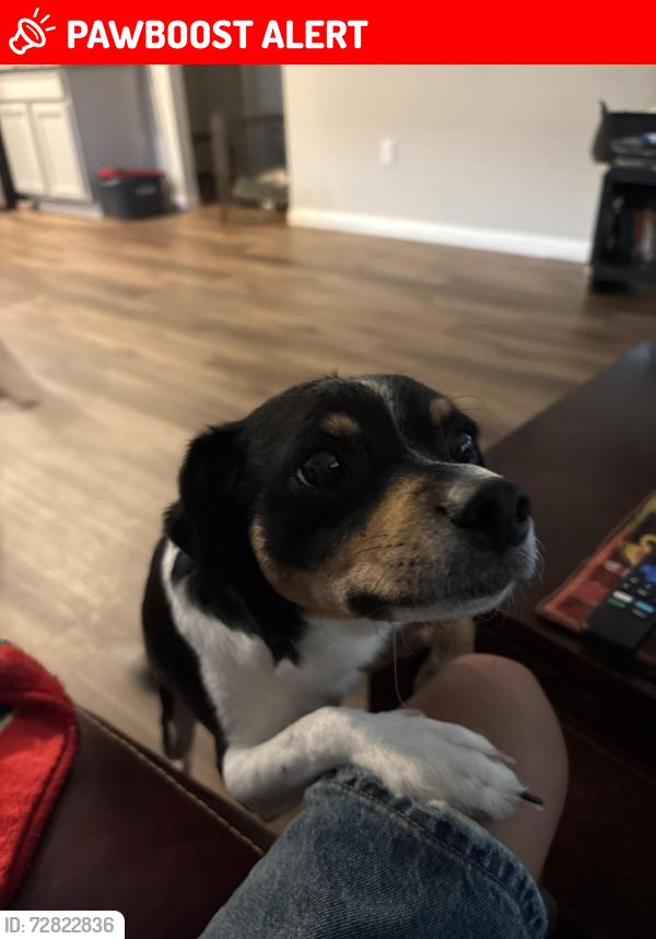 Lost Male Dog last seen Lba mini mart, Circle D-KC Estates, TX 78602