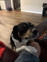 Lost Male Dog last seen Lba mini mart, Circle D-KC Estates, TX 78602