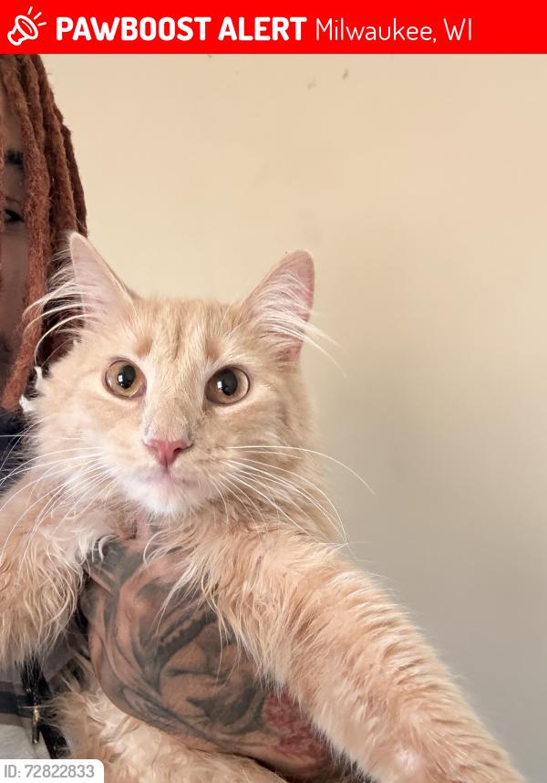 Lost Male Cat last seen Washington highschool , Milwaukee, WI 53210