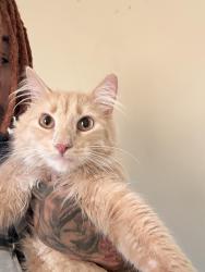 Lost Male Cat last seen Washington highschool , Milwaukee, WI 53210