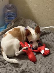 Lost Male Dog last seen Sue and Sheridan , San Jose, CA 95111